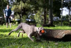 Waboba Tail Wind Ball for Dogs and People